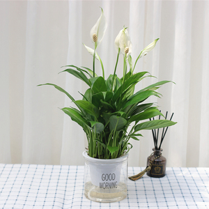 水养白掌盆栽一帆风顺绿植喜阴室内水培植物好养易种活的开花花苗