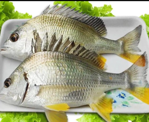 鲜活黄脚立黄腊鱼3-4条一斤净重五斤顺丰包邮广东湛江原产地发货