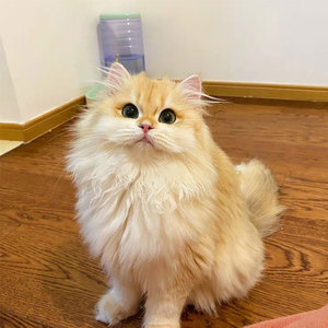 暹罗猫幼崽纯种