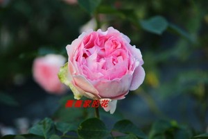 伊芙紫苑月季