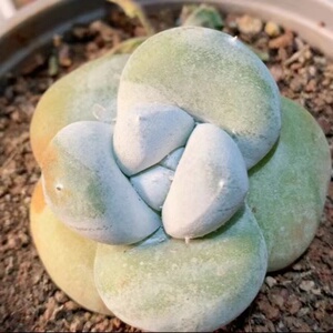 仙女杯帕奇飞图