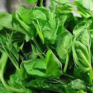 3斤装农家豌豆头 时令豌菜头 无公害豌豆苗 新鲜豌豆尖蔬菜包邮