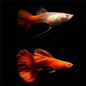 美国全红孔雀鱼纯种