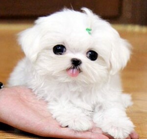 京巴幼犬纯种宠物狗活体白色小型犬京巴犬狮子狗幼崽小体京巴狗狗