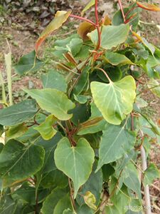 纯野生何首乌叶子 夜交藤叶子 纯叶子自然晒干 无添加无杂质