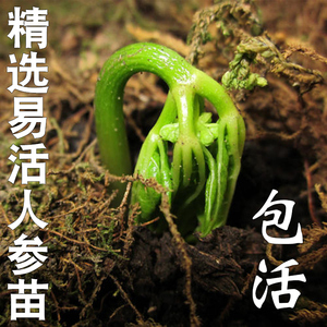 【精选易活人参苗】人参苗盆栽人参种子长白山活苗可室内种植花盆