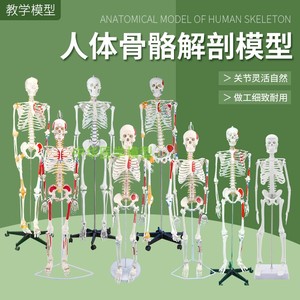 85cm人体骨骼模型1p70cm全身成人骨架人体模型小骷髅教学脊椎模型