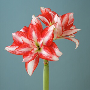 嘉木进口朱顶红【异域孔雀】现货重瓣球根江浙沪128包邮易栽培