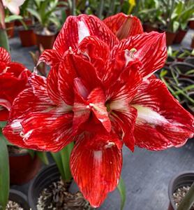 嘉木进口朱顶红【摇滚乐】现货重瓣球根江浙沪满128包邮易栽培