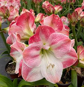 嘉木进口朱顶红【樱花】现货单瓣球根江浙沪满128包邮易栽培