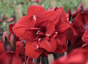 嘉木进口朱顶红【双王双皇】现货重瓣球根江浙沪128包邮易栽培