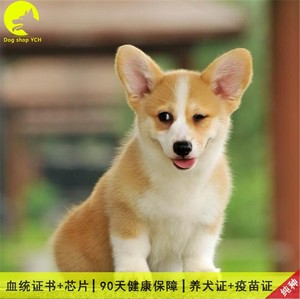 宠物基柯犬幼犬