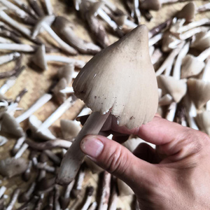 鸡枞菌新鲜500g顺丰包邮重庆伞把菇斗鸡菇夏至菌1斤2斤四川野生菌