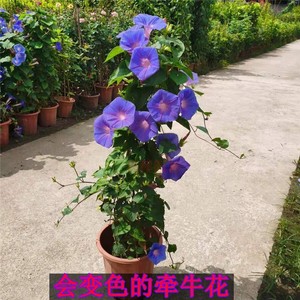 蓝牵牛盆栽大喇叭花宿根牵牛花会变色爬藤带花苞室外庭院阳台植物