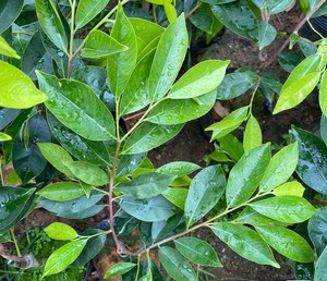 糖结奇楠沉香苗金沙叶西瓜叶油叶子奇楠品种海南沉香苗芽庄奇楠树