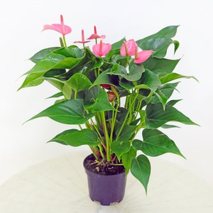 大顺花卉红掌粉掌客厅室内桌面喜庆趣味绿植净化空气四季开花植物