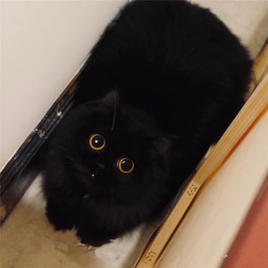 曼基康矮脚猫黑色