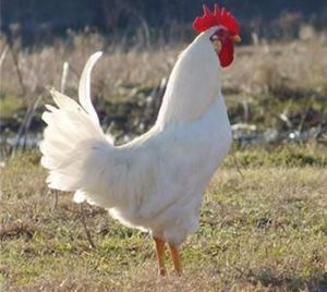 00t_1479905074296_0383淘宝正宗半大公鸡小鸡活苗半斤鸡仔活物九斤