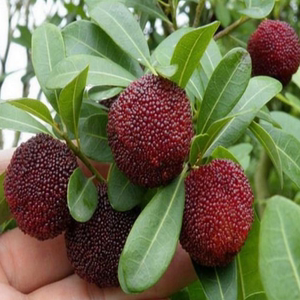 四季乌梅优良品种- 乌酥杨梅树苗 嫁接杨梅苗盆栽地栽果树当改良