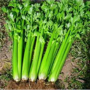 四季法国原装进口芹菜种子皇后西芹菜种子皇后西芹种子芹菜种改良