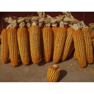 四季先玉335玉米种子第红轴一抗倒名四川山东好品牌玉米种子改良