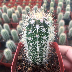 实生幸福柱仙人柱 武伦柱 会开花仙人球室内多肉植物盆栽仙人掌科