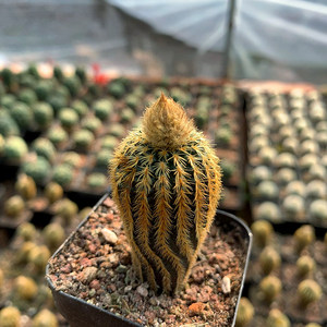 实生黄金士童仙人球奇趣稀有品种室内防辐射仙人掌科盆栽多肉植物