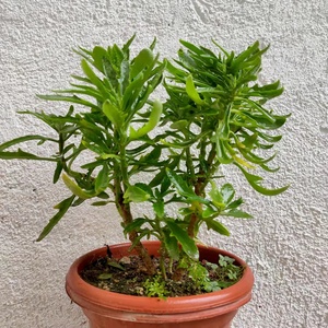 鸡爪三七 田鸡爪五爪三七 珈蓝菜高凉菜 多肉植物盆栽 可以叶插