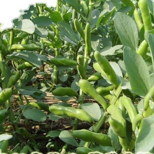 新鲜蚕豆现摘带壳大豌豆农家5斤装胡豆罗汉吞豆荚角蔬菜 南阳特产