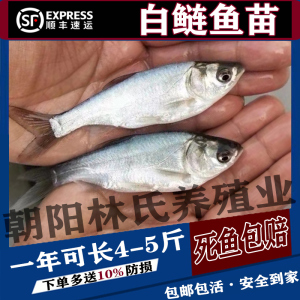 白鲢鱼苗花鲢鱼30cm淡水养殖半斤鲢鳙鱼苗胖头鱼雄鱼大头鱼苗草鱼