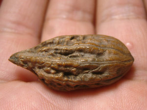 异形文玩核桃单只