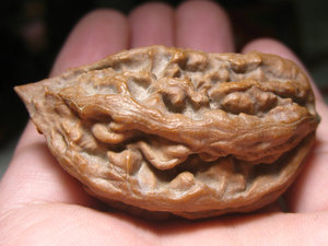 文玩核桃一道筋