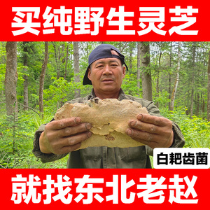 长白山野生白耙齿菌东北白囊耙齿菌灵芝精选正品新货干品250g包邮