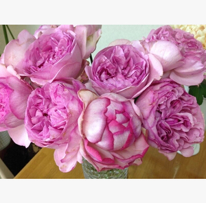 伊芙索菲亚月季