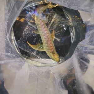 金龙鱼苗纯印尼超血辣椒红龙鱼活鱼赤血红龙紫艳红龙鱼大湖鱼活体