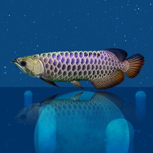 008人付款淘宝蓝麒麟古典金龙鱼活鱼金头过背练手金