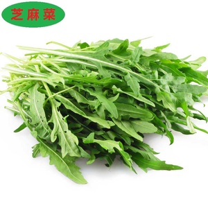 芝麻菜 新鲜蔬菜芝麻叶生菜 西餐沙拉食材轻食色拉蔬菜沙拉菜500g