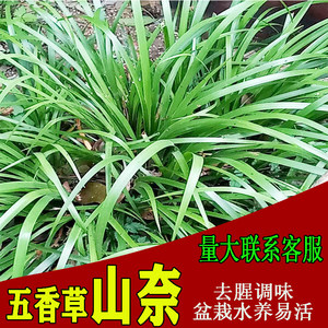 贵州特产野生山奈调味香料五香草卤肉新鲜去腥除味卤料2斤包邮