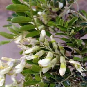 【云南苦刺花】云南苦刺花品牌,价格 - 阿里巴巴