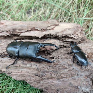 锹甲中国大扁锹 锹形虫 中华甲虫 活体宠物独角仙成虫 兜虫 幼虫