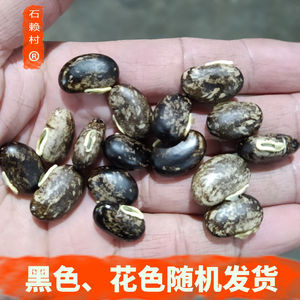 800人付款淘宝狗爪豆种子高产客家虎爪豆龙爪豆猫爪豆种籽春季播蔬菜