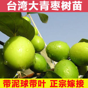 四季台湾大青枣树苗牛奶枣庭院盆栽果树枣树活苗果嫁接枣子苗改良