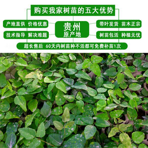 四季八月瓜苗8月炸果苗九月瓜树苗三叶木通果树盆栽带土带叶改良