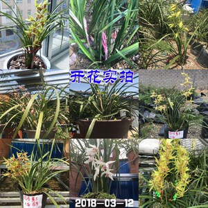 浓香型带花苞九头兰 九节兰 兰花苗 兰草 绿植盆栽盆景耐寒易成活