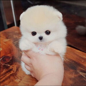 可爱长不大博美幼犬 茶杯杯子小型犬宠物小狗狗活体包纯种袖珍狗