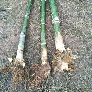 甜竹笋竹苗云南勃氏甜龙竹笋苗台湾水果竹笋苗包邮