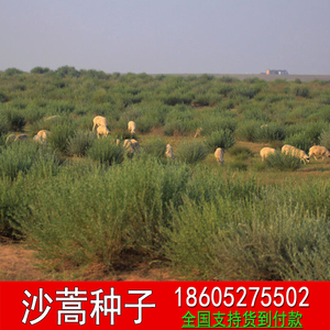 800人付款淘宝野生沙蒿种子别名漠蒿薄