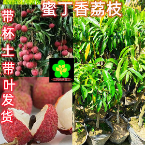 蜜丁香荔枝苗仙进奉冰荔妃子笑a4无核桂味荔枝苗带土发货