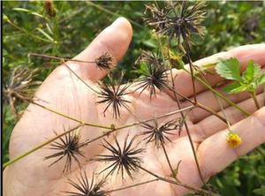 新鲜鬼针草黄花三叶鬼菜鬼蒺藜灰圪针婆婆针庭院种植苗现挖盆栽