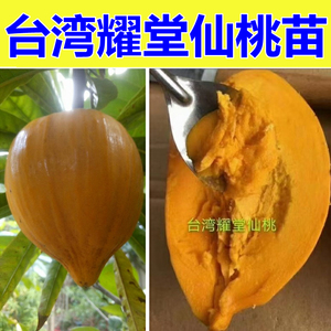 台湾耀堂仙桃嫁接苗 仙桃湿包大果 盆栽果树苗大果蛋黄果当年结果